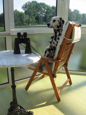 A Life with Dalmatians