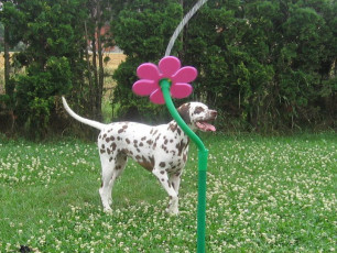 A Life with Dalmatians