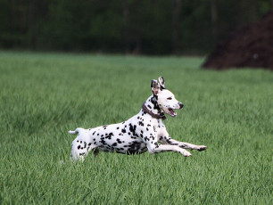A Life with Dalmatians