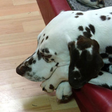 A Life with Dalmatians