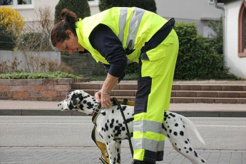 Dalmatians at work