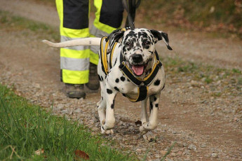 Dalmatians at work