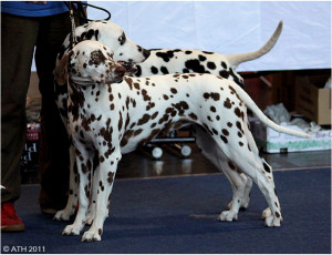 WAFDAL Show 2011
