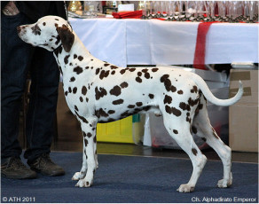 WAFDAL Show 2011