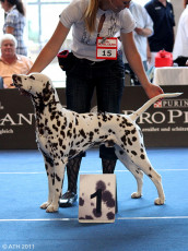 WAFDAL Show 2011