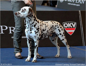 WAFDAL Show 2011