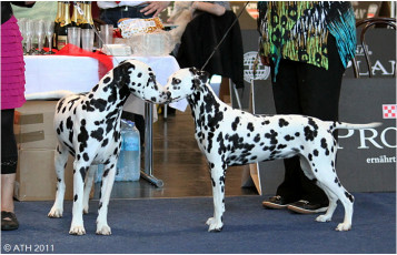 WAFDAL Show 2011