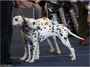WAFDAL Show 2011
