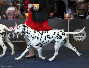 WAFDAL Show 2011