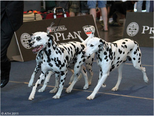 WAFDAL Show 2011