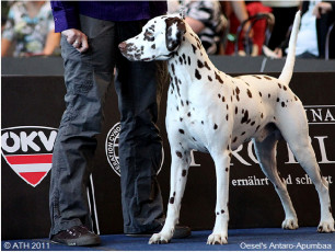 WAFDAL Show 2011
