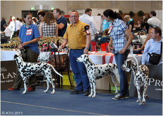 WAFDAL Show 2011
