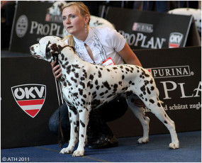 WAFDAL Show 2011