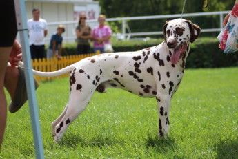 WAFDAL Show 2019 Bratislava For those who couldn't be there... pictures from the Wafdal Show 2019
(C) Andrea Theuerkauf-Höppner