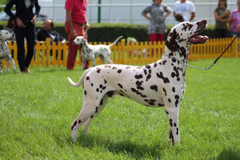 WAFDAL Show 2019 Bratislava For those who couldn't be there... pictures from the Wafdal Show 2019
(C) Andrea Theuerkauf-Höppner