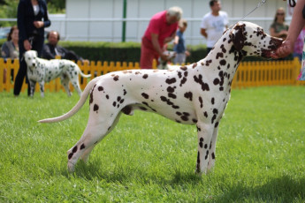 WAFDAL Show 2019 Bratislava For those who couldn't be there... pictures from the Wafdal Show 2019
(C) Andrea Theuerkauf-Höppner