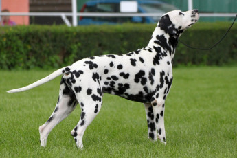 WAFDAL Show 2019 Bratislava For those who couldn't be there... pictures from the Wafdal Show 2019
(C) Andrea Theuerkauf-Höppner