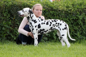 WAFDAL Show 2019 Bratislava For those who couldn't be there... pictures from the Wafdal Show 2019
(C) Andrea Theuerkauf-Höppner