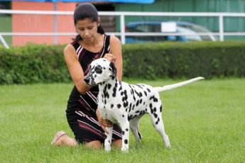 WAFDAL Show 2019 Bratislava For those who couldn't be there... pictures from the Wafdal Show 2019
(C) Andrea Theuerkauf-Höppner