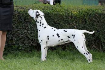 WAFDAL Show 2019 Bratislava For those who couldn't be there... pictures from the Wafdal Show 2019
(C) Andrea Theuerkauf-Höppner