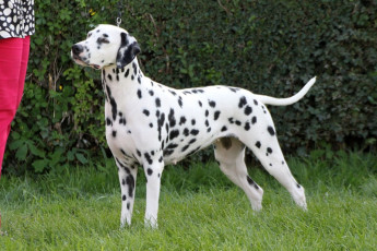 WAFDAL Show 2019 Bratislava For those who couldn't be there... pictures from the Wafdal Show 2019
(C) Andrea Theuerkauf-Höppner