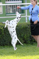 WAFDAL Show 2019 Bratislava For those who couldn't be there... pictures from the Wafdal Show 2019
(C) Andrea Theuerkauf-Höppner