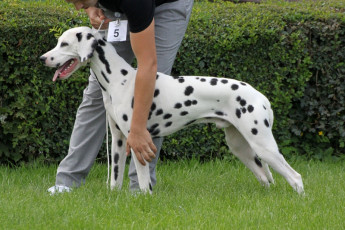 WAFDAL Show 2019 Bratislava For those who couldn't be there... pictures from the Wafdal Show 2019
(C) Andrea Theuerkauf-Höppner