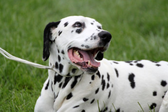 WAFDAL Show 2019 Bratislava For those who couldn't be there... pictures from the Wafdal Show 2019
(C) Andrea Theuerkauf-Höppner