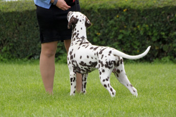 WAFDAL Show 2019 Bratislava For those who couldn't be there... pictures from the Wafdal Show 2019
(C) Andrea Theuerkauf-Höppner