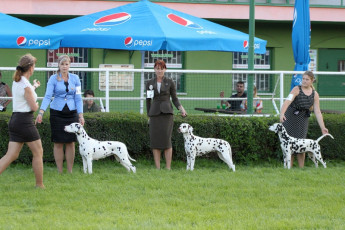 WAFDAL Show 2019 Bratislava For those who couldn't be there... pictures from the Wafdal Show 2019
(C) Andrea Theuerkauf-Höppner