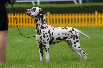 WAFDAL Show 2019 Bratislava For those who couldn't be there... pictures from the Wafdal Show 2019
(C) Andrea Theuerkauf-Höppner