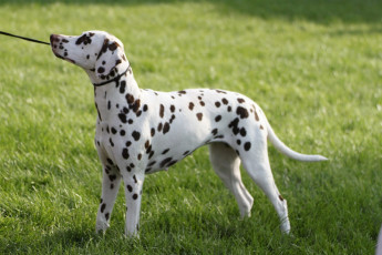 WAFDAL Show 2019 Bratislava For those who couldn't be there... pictures from the Wafdal Show 2019
(C) Andrea Theuerkauf-Höppner