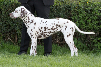 WAFDAL Show 2019 Bratislava For those who couldn't be there... pictures from the Wafdal Show 2019
(C) Andrea Theuerkauf-Höppner