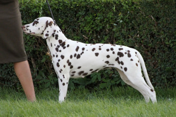 WAFDAL Show 2019 Bratislava For those who couldn't be there... pictures from the Wafdal Show 2019
(C) Andrea Theuerkauf-Höppner