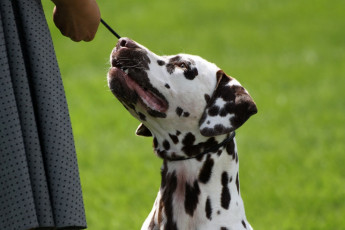 WAFDAL Show 2019 Bratislava For those who couldn't be there... pictures from the Wafdal Show 2019
(C) Andrea Theuerkauf-Höppner