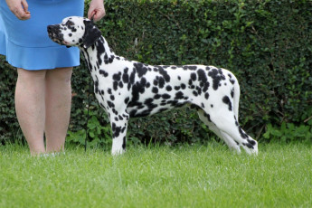 WAFDAL Show 2019 Bratislava For those who couldn't be there... pictures from the Wafdal Show 2019
(C) Andrea Theuerkauf-Höppner