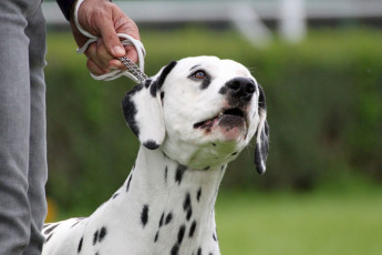 WAFDAL Show 2019 Bratislava For those who couldn't be there... pictures from the Wafdal Show 2019
(C) Andrea Theuerkauf-Höppner