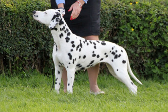 WAFDAL Show 2019 Bratislava For those who couldn't be there... pictures from the Wafdal Show 2019
(C) Andrea Theuerkauf-Höppner