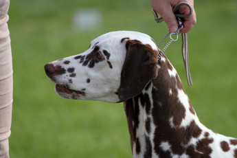 WAFDAL Show 2019 Bratislava For those who couldn't be there... pictures from the Wafdal Show 2019
(C) Andrea Theuerkauf-Höppner