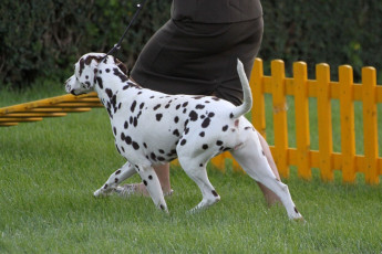 WAFDAL Show 2019 Bratislava For those who couldn't be there... pictures from the Wafdal Show 2019
(C) Andrea Theuerkauf-Höppner