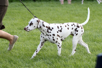 WAFDAL Show 2019 Bratislava For those who couldn't be there... pictures from the Wafdal Show 2019
(C) Andrea Theuerkauf-Höppner