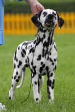 WAFDAL Show 2019 Bratislava For those who couldn't be there... pictures from the Wafdal Show 2019
(C) Andrea Theuerkauf-Höppner