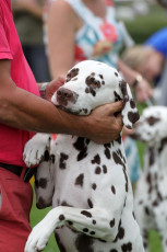 WAFDAL Show 2019 Bratislava For those who couldn't be there... pictures from the Wafdal Show 2019
(C) Andrea Theuerkauf-Höppner