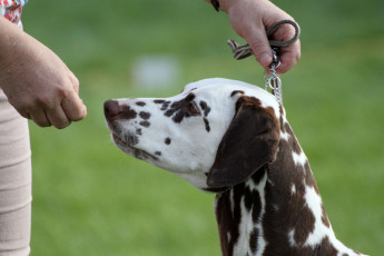 WAFDAL Show 2019 Bratislava For those who couldn't be there... pictures from the Wafdal Show 2019
(C) Andrea Theuerkauf-Höppner