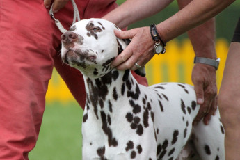 WAFDAL Show 2019 Bratislava For those who couldn't be there... pictures from the Wafdal Show 2019
(C) Andrea Theuerkauf-Höppner