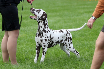 WAFDAL Show 2019 Bratislava For those who couldn't be there... pictures from the Wafdal Show 2019
(C) Andrea Theuerkauf-Höppner