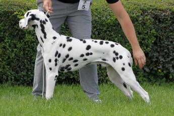 WAFDAL Show 2019 Bratislava For those who couldn't be there... pictures from the Wafdal Show 2019
(C) Andrea Theuerkauf-Höppner