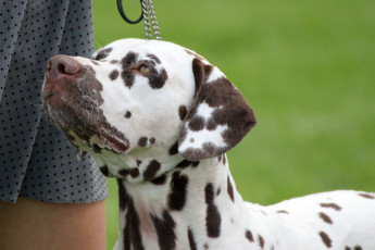 WAFDAL Show 2019 Bratislava For those who couldn't be there... pictures from the Wafdal Show 2019
(C) Andrea Theuerkauf-Höppner