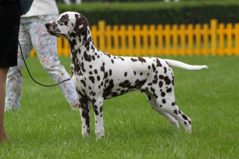 WAFDAL Show 2019 Bratislava For those who couldn't be there... pictures from the Wafdal Show 2019
(C) Andrea Theuerkauf-Höppner