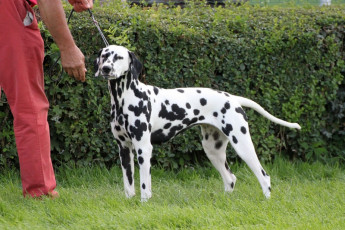 WAFDAL Show 2019 Bratislava For those who couldn't be there... pictures from the Wafdal Show 2019
(C) Andrea Theuerkauf-Höppner